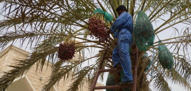 جني التمور ومراحل الرطوبة