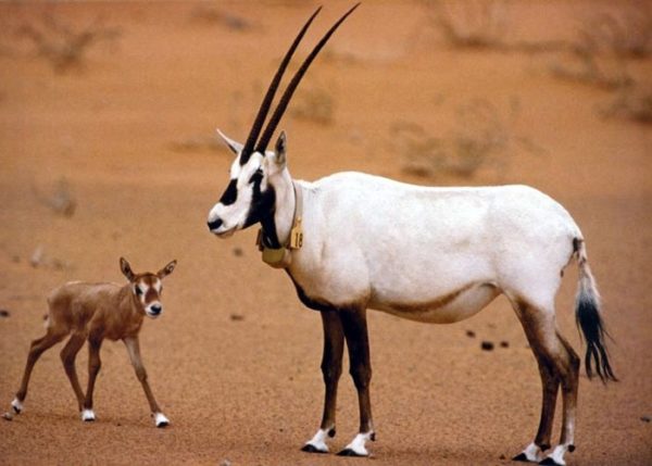 صور عن المها العربي