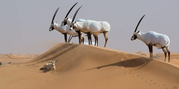 صور عن المها العربي