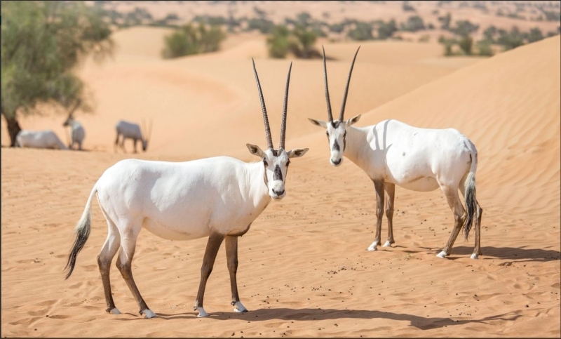 صور عن المها العربي